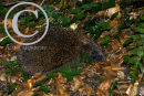Hedgehog